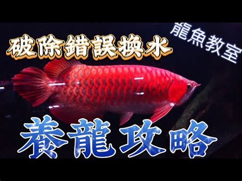 龍魚換水